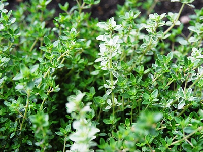 ไทม์ Thyme