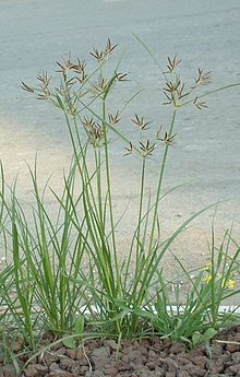 แห้วหมูบดผงละเอียด Nut grass, Cocograss บรรจุ 1 กก. (หรือหญ้าแห้วหมู หรือ หญ้าขนหมู)