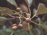 ขายส่งสมอพิเภกแห้ง และ สมอพิเภกผง Terminalia bellirica   (Gaertn.) Roxb.