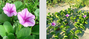 ผักบุ้งทะเล Goat's Foot Creeper, Beach Morning Glory  สมุนไพรถอนพิษแมลงกระพรุนไฟ