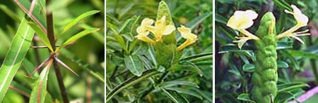 เสลดพังพอนตัวผู้ (ซองระอา)