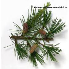 ซีดาร์วู้ด (Cedarwood essential oil)  ขนาด 1 ปอนด์