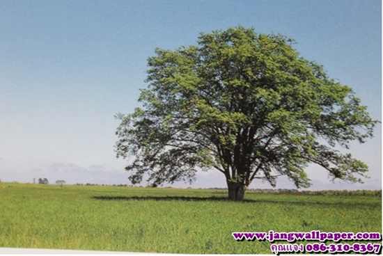 ลายภาพวิว-หินธรรมชาติ-ลายไม้