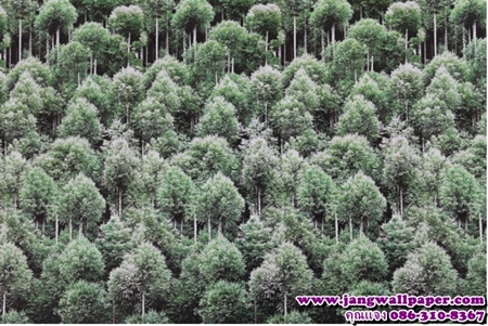ลายภาพวิว-หินธรรมชาติ-ลายไม้
