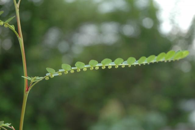 ลูกใต้ใบ (Phyllanthus amarus Schumach. & Thonn.) ; หมากไข่หลัง หมากใต้ใบ มะขามป้อมดิน