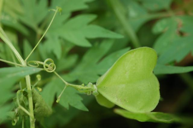 โคกกระออม (Cardiospermum helicacabum L.) ; ผักแมงหวี่ หญ้าแมงหวี่ สะไล่น้ำ โพออม ลูบลีบเครือ วิวี่ ผักไส่ซ้าง