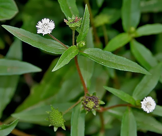 ขายผงกะเม็ง 100%  (Eclipta prostrata L.) ; กะเม็งตัวเมีย หญ้าสับ ฮ่อมเกี่ยวหรือฮ่อมแก่ว บั้งกีเช้า คัดเม็ง , จำหน่ายกะเม็งบดผง 100%