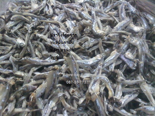 ขายส่งขายปลีกปลาจิ้งจ้างพังงา ภูเก็ต ตัวใหญ่ปลอดสาร 1 กิโลกรัม 094-289-4246
